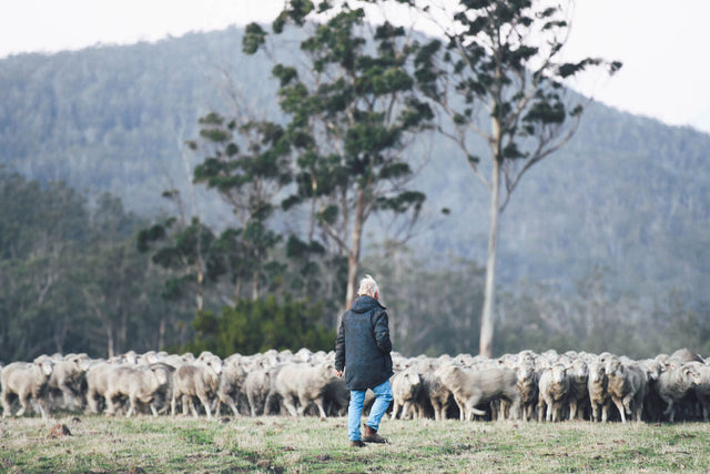 A man walks towards a herd of sheep in a paddock